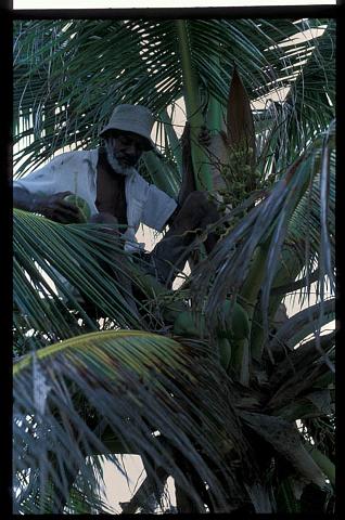 Coconut man.jpg